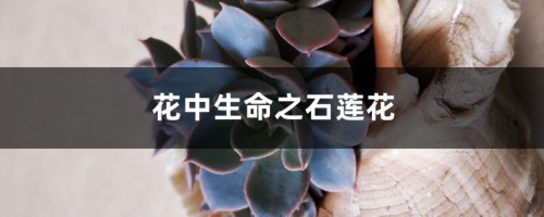 花中生命之石莲花