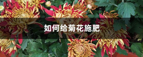 菊花施肥方法，用什么肥好