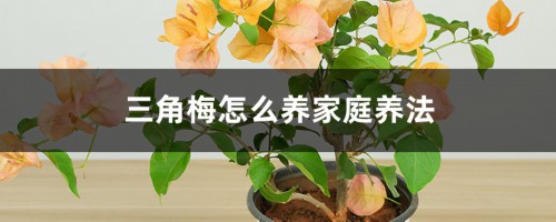 三角梅怎么养家庭养法，修剪方法图