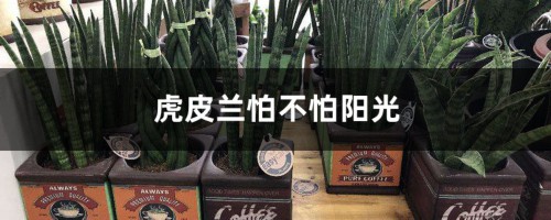 虎皮兰怕不怕阳光，还有什么养护要点