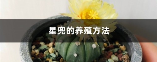 星兜的养殖方法