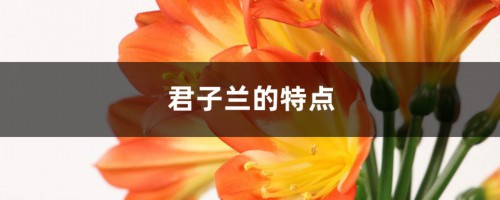 君子兰的特点