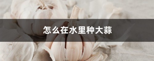 怎么在水里种大蒜