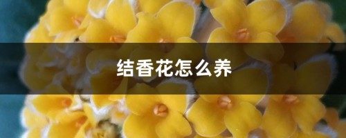 结香花怎么养