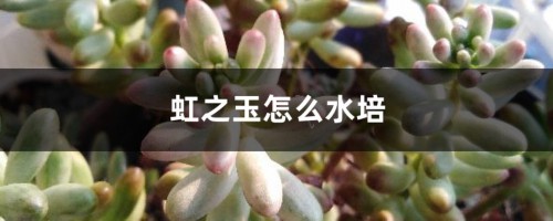 虹之玉怎么水培