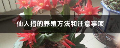 仙人指的养殖方法和注意事项