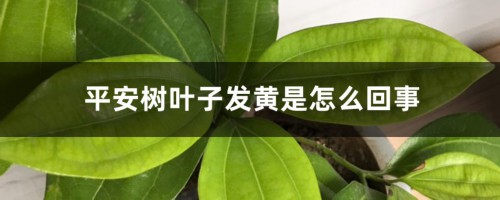 平安树叶子发黄是怎么回事