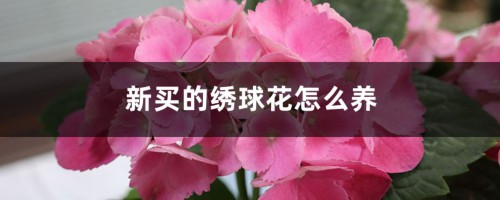 新买的绣球花怎么养