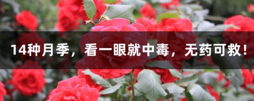 14种月季，看一眼就中毒，无药可救！