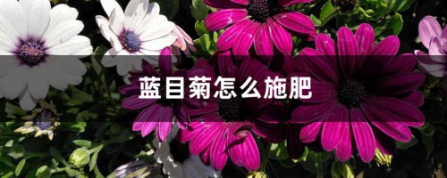 蓝目菊怎么施肥