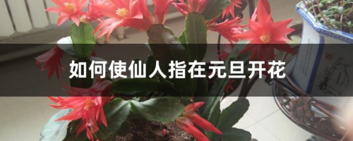 如何使仙人指在元旦开花