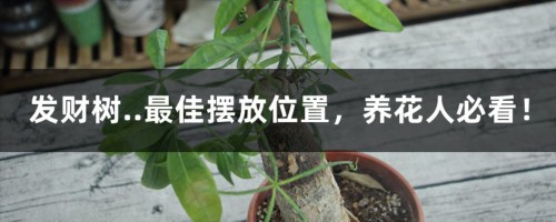 发财树..最佳摆放位置，养花人必看！