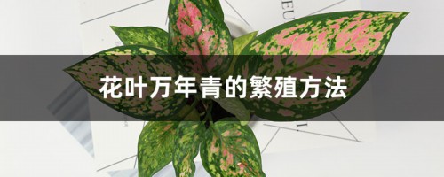 花叶万年青的繁殖方法