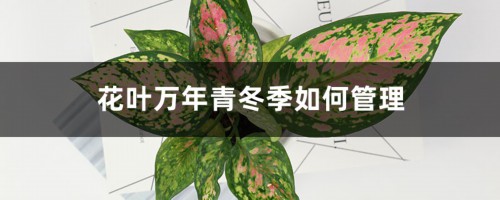 花叶万年青冬季如何管理