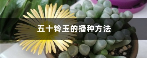 五十铃玉的播种方法