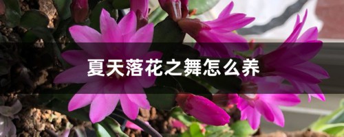 夏天落花之舞怎么养